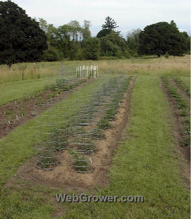 Baskets in place over a row of young plants.