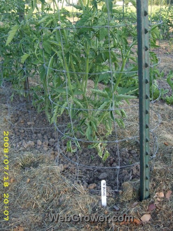 Tomato basket supported by T-post.