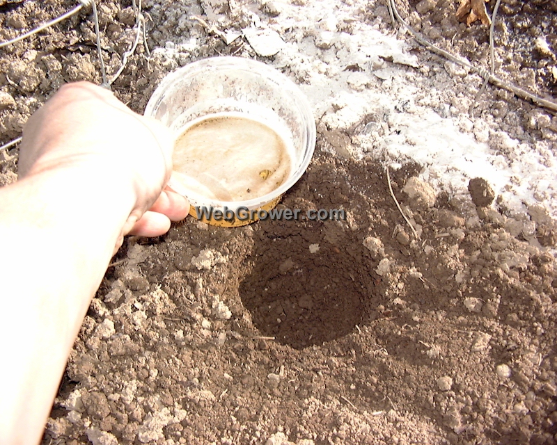 A Reused Food Container with Beer as Slug Trap