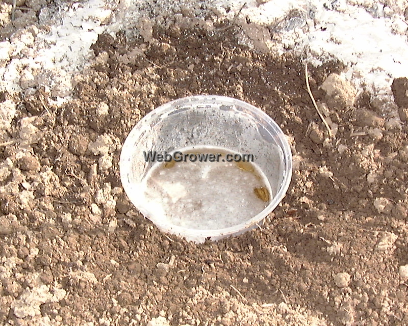 A Reused Food Container with Beer as Slug Trap - In the Ground