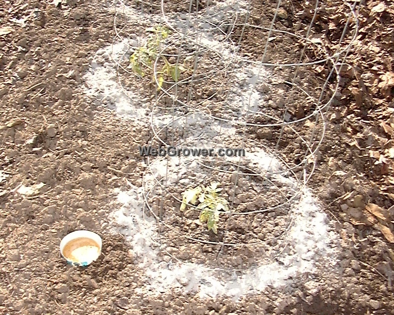 Wood ash poured around seedlings