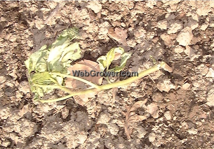 Those dastardly slugs! This young tomato seedling was cut off at the ground!