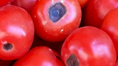 Blossom End Rot (BER) in Tomatoes