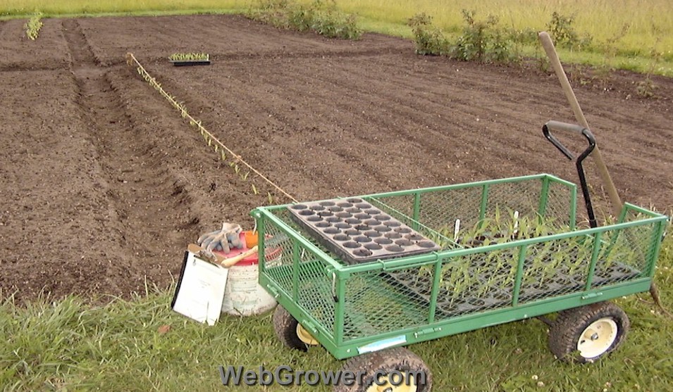 Setting out plants - Row marked and one tray set out.