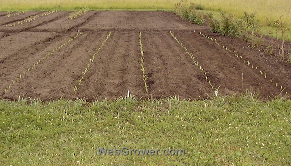 Planting of seedlings into the garden complete – 6/11.