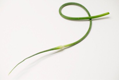 A garlic scape.