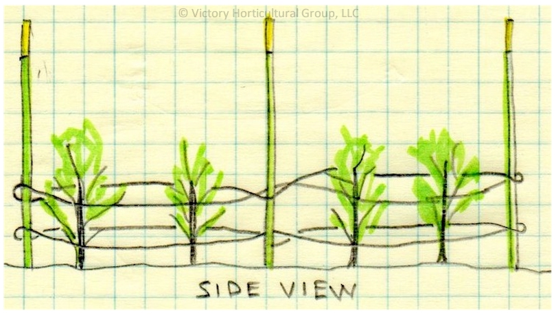 The Florida Weave Method of Trellising Tomato Plants