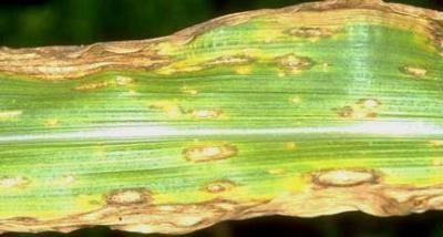 Corn Disease Panics Stock Market, U.S. President