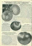 1932 H. W. Buckbee Seed Catalog Page 62