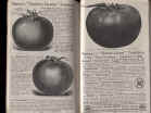 W. Atlee Burpee 1914 Seed Annual Pages 96-97