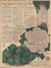 1925 Stark's Nursery Seed Annual page 31