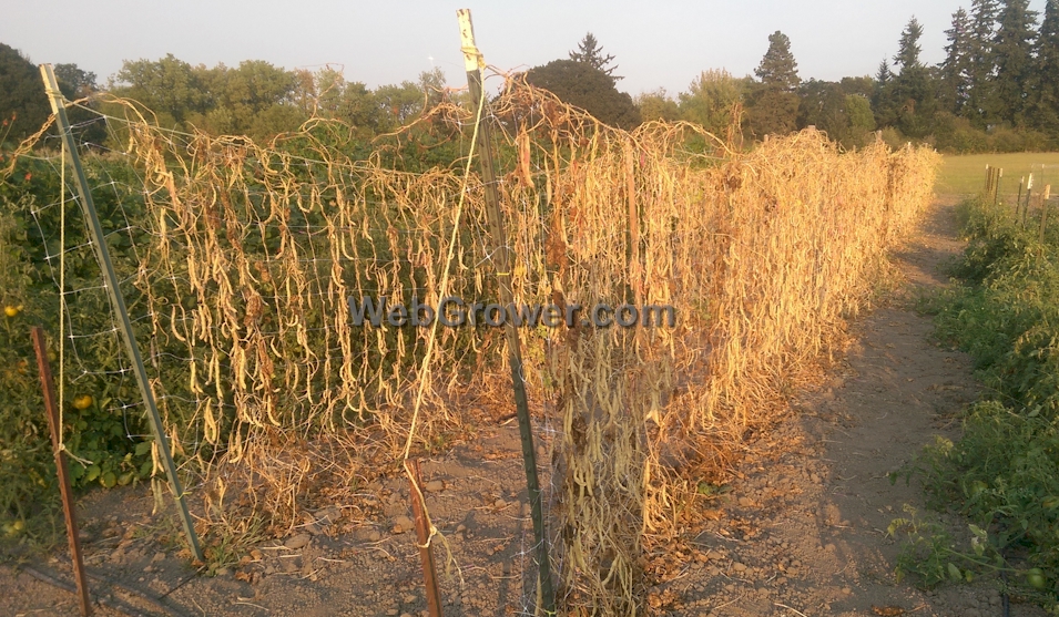 Beans drying on the vine during a perfect growing season.