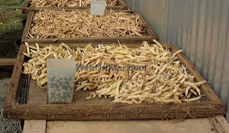 Bean pods finishing the drying process on screens.