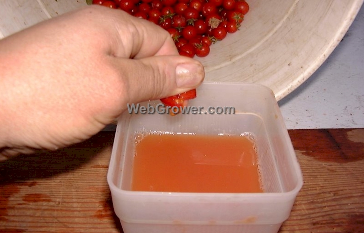 Containers of fermenting tomato seeds.