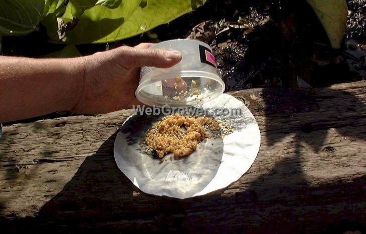 Fresh, cleaned, tomato seeds.