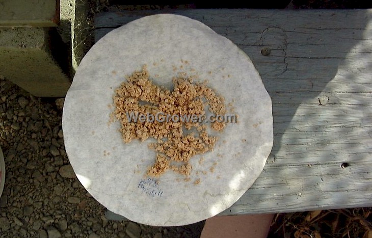 Tomato seeds drying on a coffee filter.