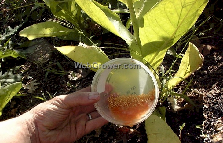 Rinsing seeds.