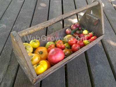 Saving Tomato Seeds