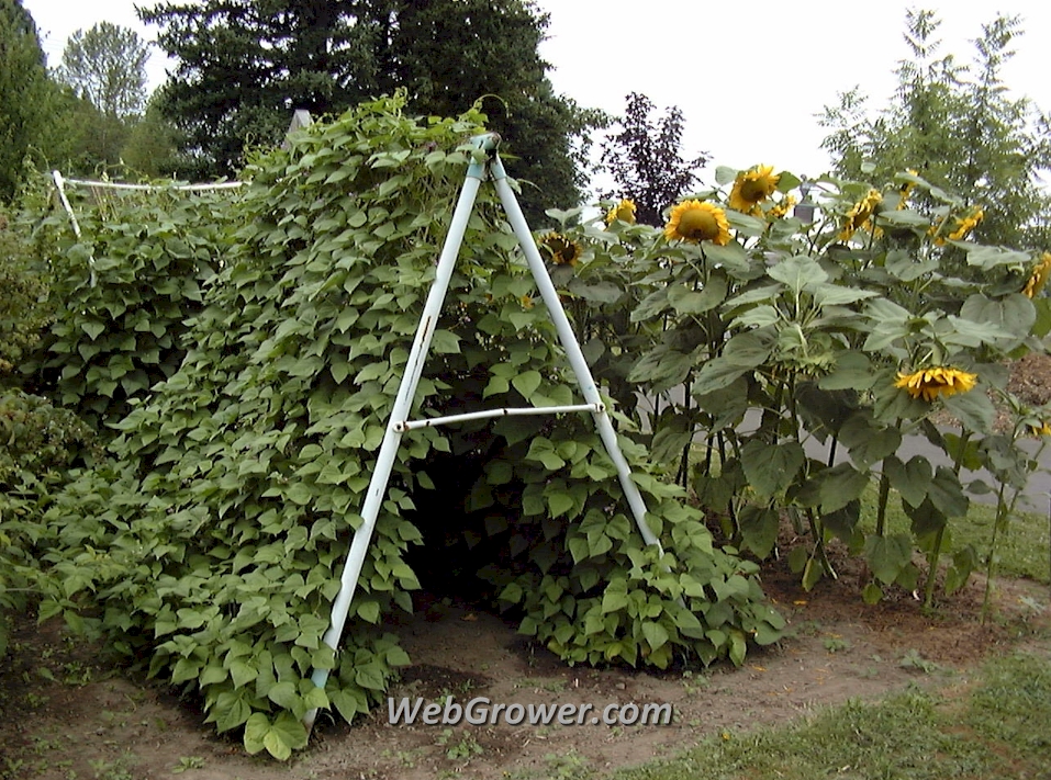 The old swing set fully loaded with beans.