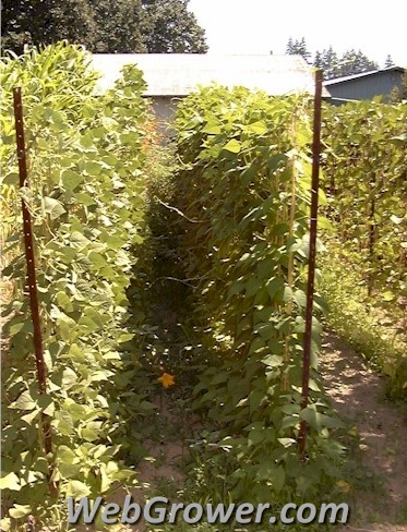 The same rows of beans two months later.