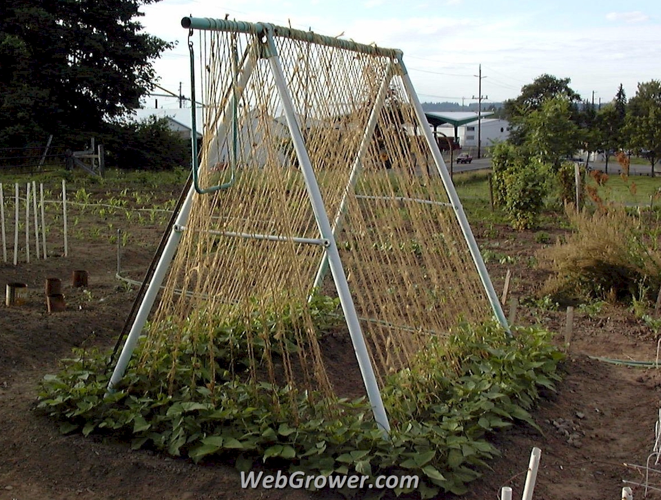 An old swing set used for supporting pole beans.