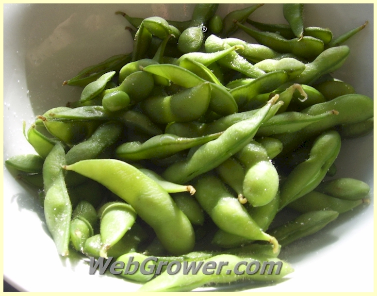 Edamame Soybeans as a Healthy Snack