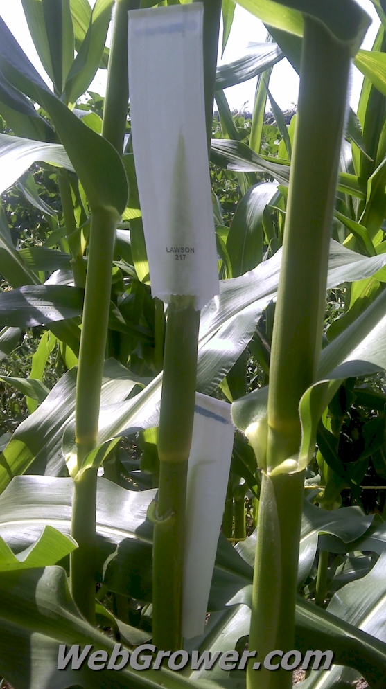 Corn shoot bags covering developing ears.