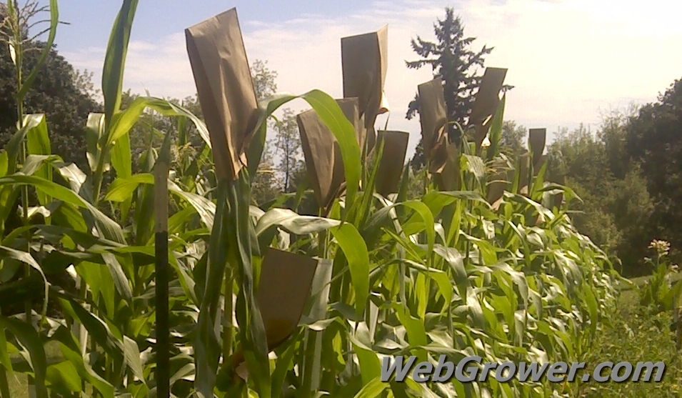 Corn tassel bags covering the plant’s male flowers, the tassels.