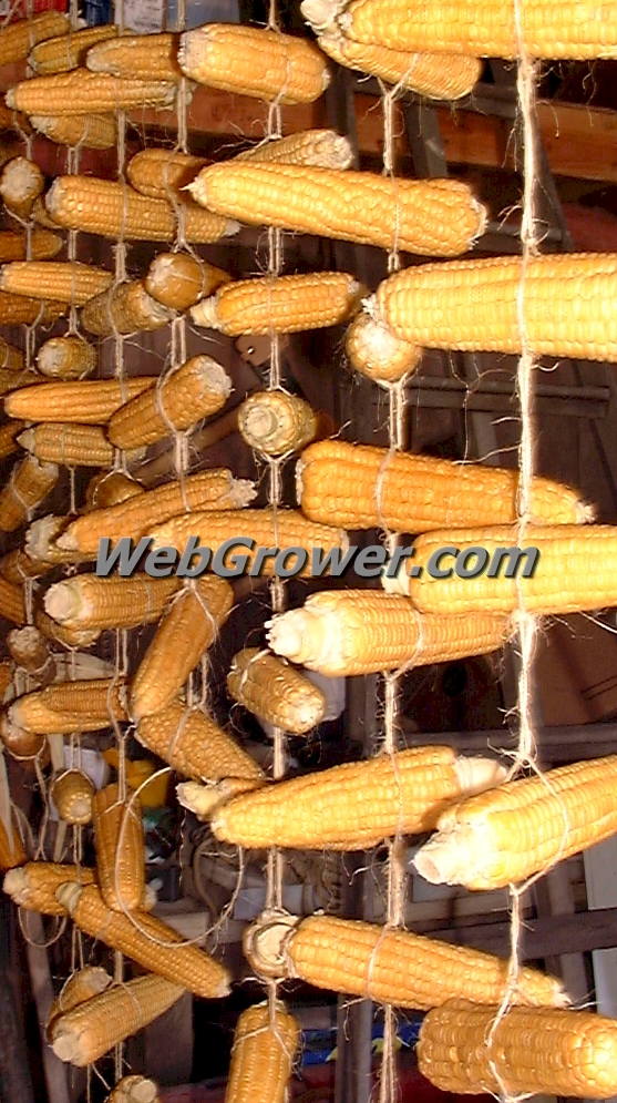 Shucked corn ears drying on a screen.