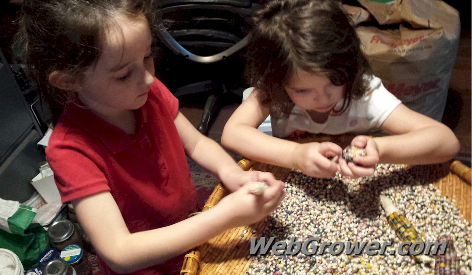 Kids hand shelling ‘Glass Gem’ popcorn kernels.