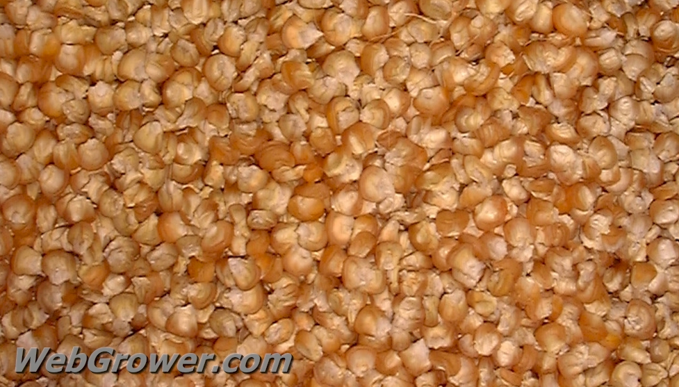 The fruits of labor – beautiful, high quality corn seed.