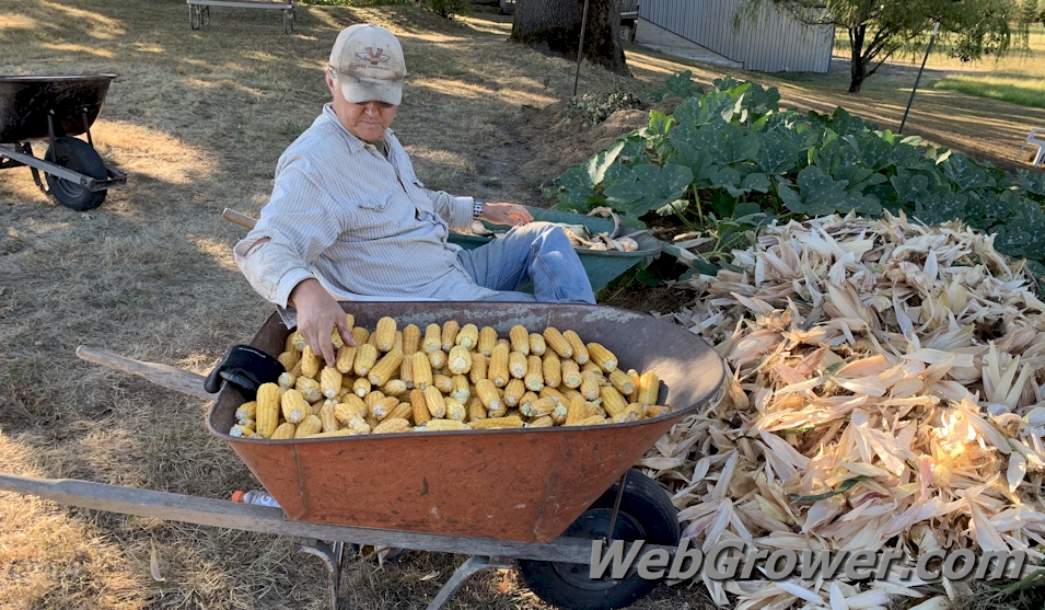 An old guy shucking ears of corn.