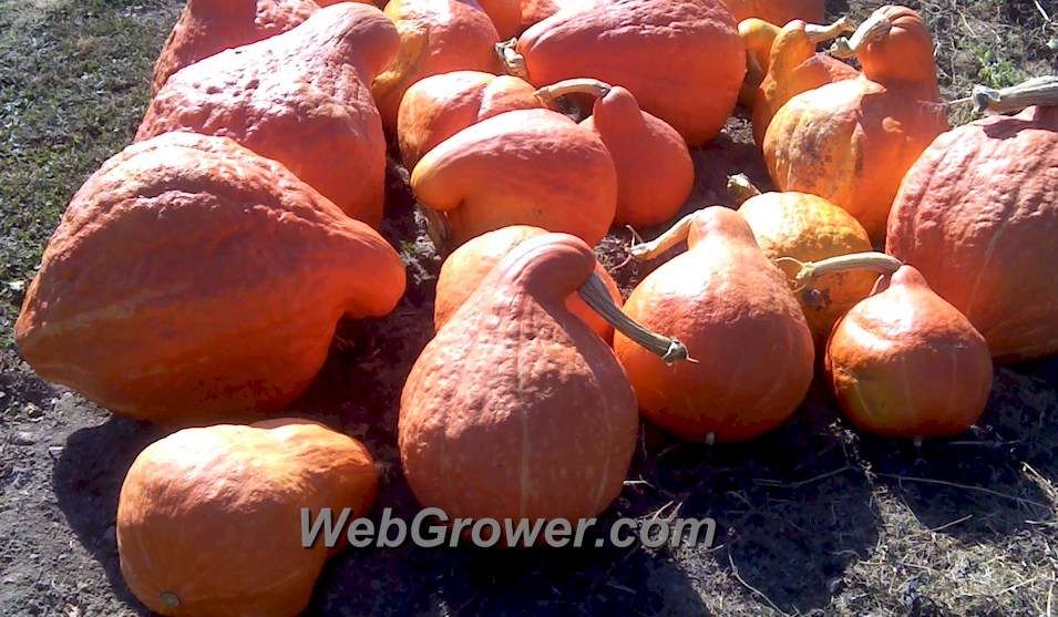 Saving Squash and Pumpkin Seeds